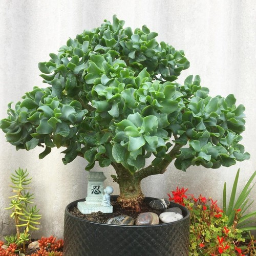 Ripple wavy jade - jade, plant
